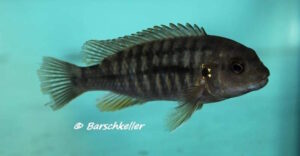 Labidochromis ianthinus 'Mbenji Island' Galerie Labidochromis ianthinus Arten